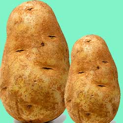 óriás krumpli képe